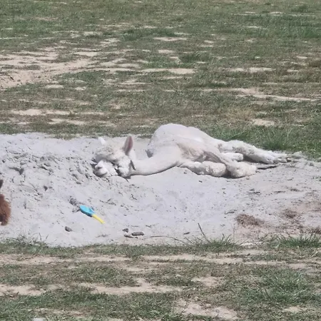 Uszate Ranczo Malinka Luxuszelt