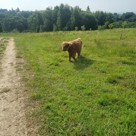 Uszate Ranczo Malinka