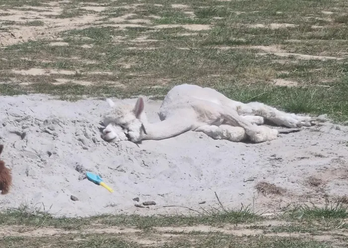 Uszate Ranczo Malinka Οργανωμένο κάμπινγκ